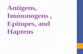 Antigens, Immunogens, Epitopes, and Haptens. Innate and adaptive immunity: