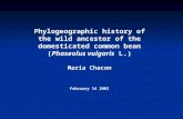 Phylogeographic history of the wild ancestor of the domesticated common bean (Phaseolus vulgaris L.) Maria Chacon February 14 2003.