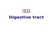 1 消化管 Digestive tract. 3 Digestive Tract I. General structures of digestive tract: 4 layers in its wall. A. Mucosa: Most important and complicated.