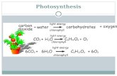 Photosynthesis. Photosynthesis: Step 1 – Light-Dependent Reaction Sunlight is used to split water into hydrogen (H) and oxygen (O). The Oxygen is released.