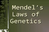 Mendel’s Laws of Genetics Mendel’s Laws of Genetics.