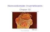 Noncoelomate Invertebrates Chapter 33. 2 Invertebrate Phylogeny Revolution Scientists generally agree about the taxonomic classification of 36 animal.