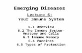 Emerging Diseases Lecture 6: Your Immune System 6.1 Overview 6.2 The Immune System-Anatomy and Cells 6.3 Immune Memory 6.4 Vaccines 6.5 Types of Protection.