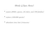 Birds (Class Aves) extant (8900+ species, 28 orders, and 190 families) extinct (100,000 species) abundant since late Cretaceous.