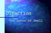Olfaction The Sense of Smell. The nose knows! Smell helps us: Avoid dangerous situations (fumes, smoke) Avoid dangerous situations (fumes, smoke) Avoid.