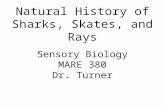 Natural History of Sharks, Skates, and Rays Sensory Biology MARE 380 Dr. Turner.