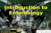 Introduction to Entomology Alex Latchininsky UW Extension Entomologist Cheyenne, Jan. 22, 2007.