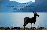 Chapter 4 Animal and Plant Adaptations O’Neal 4 th Grade Team.