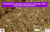 Identification, symptoms and nature of damage: white grub, mole cricket and ants Next.