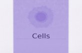 Cells. Cell Theory All organisms are composed of one or more cells Cells are the smallest units of life All cells come from pre-existing cells.