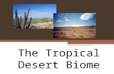 The Tropical Desert Biome. Characteristics of a Tropical Desert The tropical desert is an environment of extremes: very hot and very cold. The latitude.
