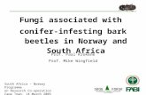 SKOG FORSK Norwegian Forest Research Institute Fungi associated with conifer-infesting bark beetles in Norway and South Africa Prof. Paal Krokene Prof.