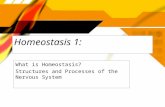 Homeostasis 1: What is Homeostasis? Structures and Processes of the Nervous System What is Homeostasis? Structures and Processes of the Nervous System.