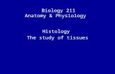 Biology 211 Anatomy & Physiology I Histology The study of tissues.