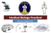 Medical Biology-Practical Prepared by: Abdullah Arabiat.