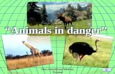 “Animals in danger” Nina Leonidovna Nikitina, Tyumen.