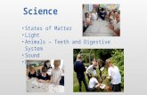 Science States of Matter Light Animals – Teeth and Digestive System Sound Forces.