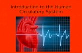 Introduction to the Human Circulatory System. Overview The circulatory system is made up of the heart and blood vessels. There are three types of blood.