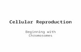 Cellular Reproduction Beginning with Chromosomes.