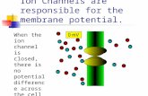 Ion Channels are responsible for the membrane potential. When the ion channel is closed, there is no potential difference across the cell membrane.