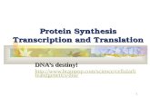 1 Protein Synthesis Transcription and Translation DNA’s destiny!  rlifeandgenetics/dna/ .
