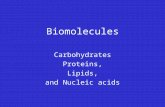 Biomolecules Carbohydrates Proteins, Lipids, and Nucleic acids.