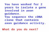 You have worked for 2 years to isolate a gene involved in axon guidance. You sequence the cDNA clone that contains axon guidance activity. What do you.