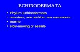 ECHINODERMATA Phylum Echinodermata sea stars, sea urchins, sea cucumbers marine slow-moving or sessile