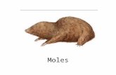 Moles. Mole: A)A small blind burrowing furry rodent B)A spy C)A skin condition D)6.02 x 10 23.