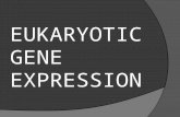 EUKARYOTIC GENE EXPRESSION. DNA PACKING Histones Nucleosomes (1 st ) 30nm fibers (2 nd ) Looped domains (3 rd ) Heterochromatin – not transcribed, metaphase.