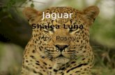 Jaguar. Jaguar Panthera Onca Interesting facts They are strong swimmers and climbers. Requires large areas of tropical rainforest and stretches of river.