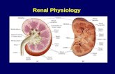 Renal Physiology. Kidney Function Regulation of body fluid osmolality & volume: Excretion of water and NaCl is regulated in conjunction with cardiovascular,