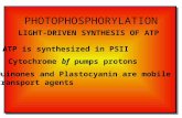 PHOTOPHOSPHORYLATION LIGHT-DRIVEN SYNTHESIS OF ATP ATP is synthesized in PSII Cytochrome bf pumps protons Quinones and Plastocyanin are mobile transport.