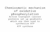 Chemiosmotic mechanism of oxidative phosphorylation Active transport carrier proteins set up gradients which are then used to synthesize ATP ATP synthase.
