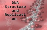1 DNA Structure and Replication. 2 DNA Two strands coiled called a double helix Sides made of a pentose sugar Deoxyribose bonded to phosphate (PO 4 )