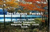 Deciduous Forest By Whitney Smith, Noelle Daugherty, Runglong Zhang, Lucas Solak.