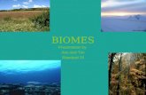BIOMES Presentation by Anu and Tim Standard 15. Biomes can be classified into two major groups: TERRESTRIAL and AQUATIC Terrestrial biomes: LAND ïƒ  tundra,