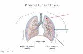 Pleural cavities Fig. 17-11 Diaphragm Right pleural cavity Left pleural cavity.