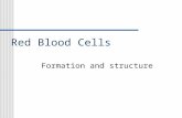 Red Blood Cells Formation and structure. Regulation of RBC Production Decrease in oxygen in blood Hemorrhage Excessive RBC destruction Decreased oxygen.