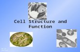 Cell Structure and Function Go to Section: Prokaryotic Cells 1. Prokaryotes: Do not have nucleus but they DO have DNA a.Smallest and simplest cells b.DNA.