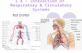 1.4 – Interaction of Respiratory & Circulatory Systems.