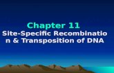 Chapter 11 Site-Specific Recombination & Transposition of DNA.