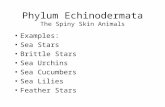 Phylum Echinodermata The Spiny Skin Animals Examples: Sea Stars Brittle Stars Sea Urchins Sea Cucumbers Sea Lilies Feather Stars