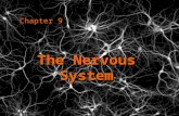 The Nervous System Chapter 9. Maintaining Homeostasis… Your body has physiological and biochemical mechanisms in place to help it maintain a stable internal.