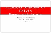Clinical Anatomy of Pelvis Bones and Joints Associate Professor Dr. A. Podcheko 2015.