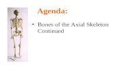 Bones of the Axial Skeleton Continued Agenda:. Double curvature of the spine - adaptation for upright posture Vertebral Column C1 = atlas C2 = axis C1.