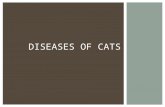 DISEASES OF CATS.  Feline Panleukopenia  Cat distemper caused by a parvovirus or DNA virus  Affects cats less than 16 weeks  75% death rate  Symptoms: