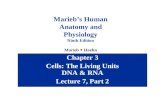 Chapter 3 Cells: The Living Units DNA & RNA Lecture 7, Part 2 Marieb’s Human Anatomy and Physiology Ninth Edition Marieb  Hoehn.
