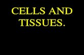 CELLS AND TISSUES.. Tissue: A Definition A group of connected, interdependent cells that cooperate to perform a (common) specific function.