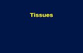 Tissues.  Cells work together in functionally related groups called tissues  Tissue - A group of closely associated cells that perform related functions.